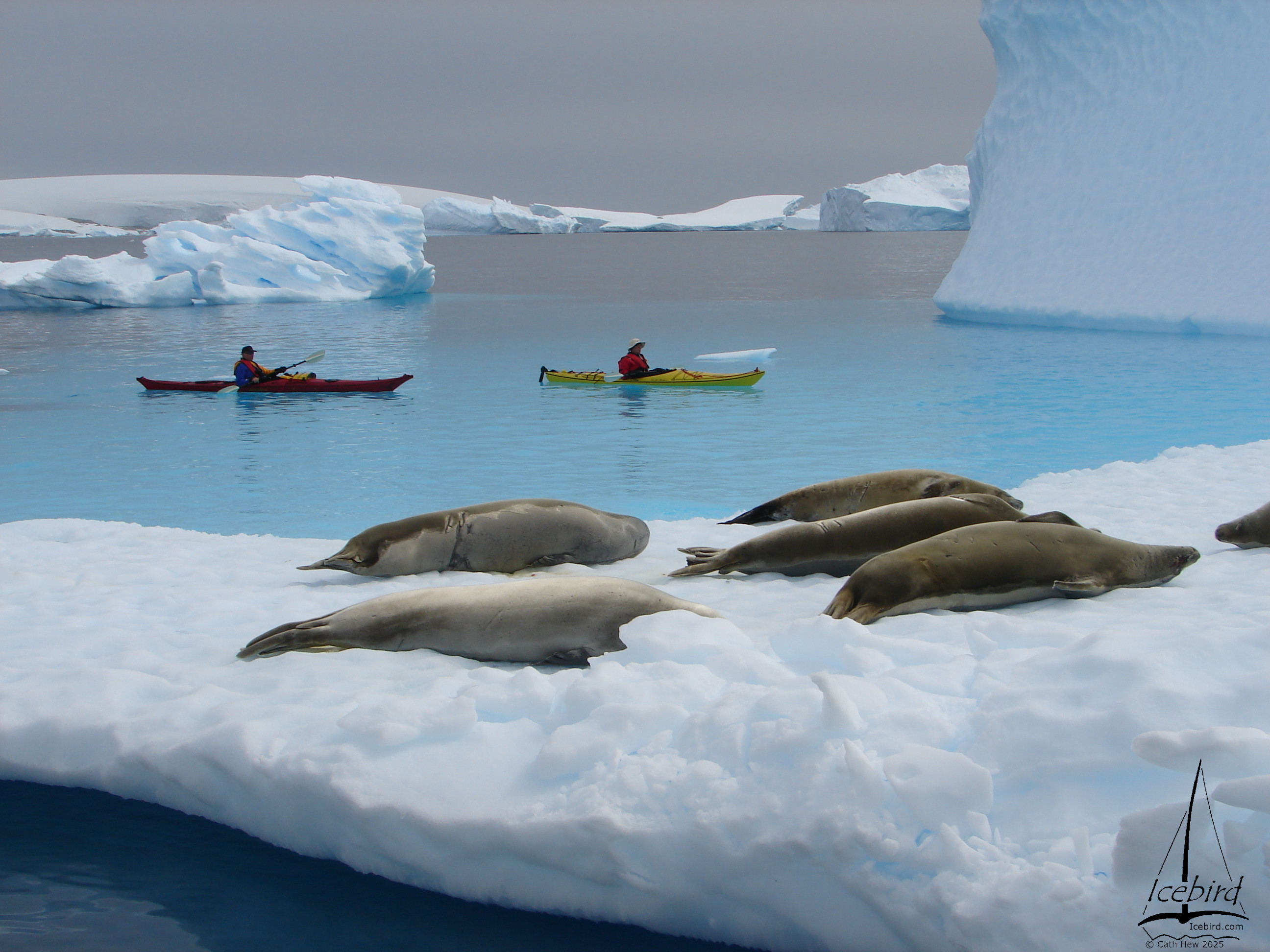 Paddling past seals